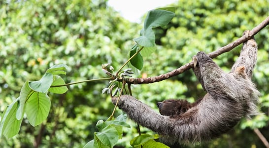 International Sloth Day