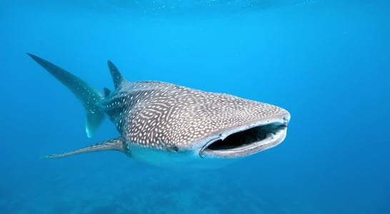 International Whale Shark Day