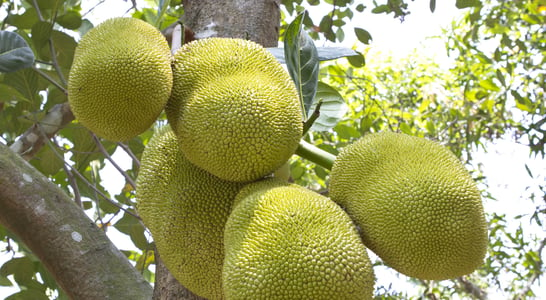 Jackfruit Day