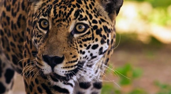 International Jaguar Day