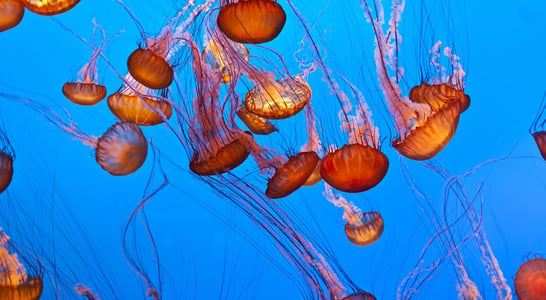 World Jellyfish Day