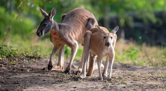 World Kangaroo Day