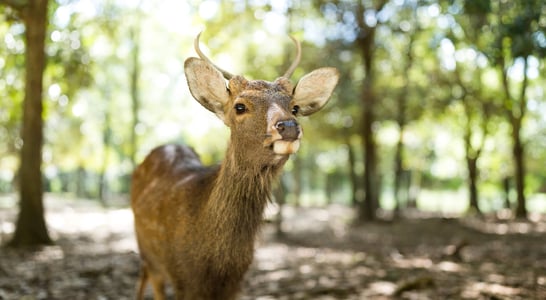 Key Deer Awareness Day