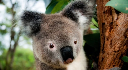 Save the Koala Day