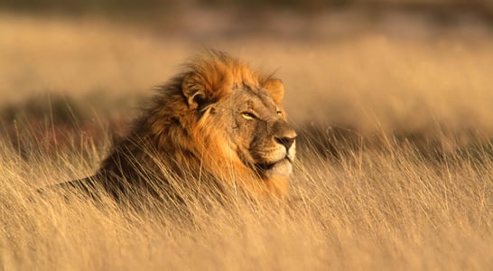 World Lion Day