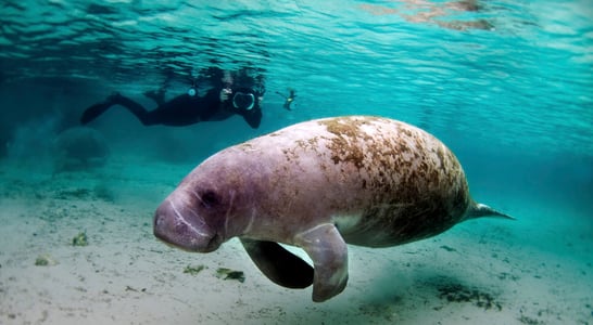 Manatee Appreciation Day