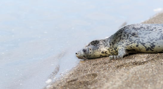 Marine Mammal Rescue Day