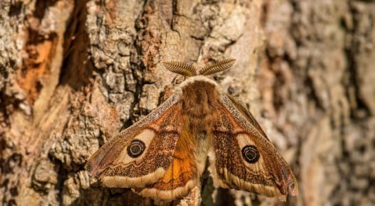 National Moth Week