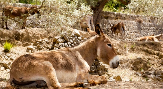 National Mule Day