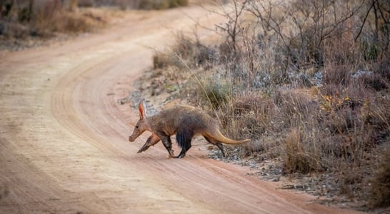 National Aardvark Week