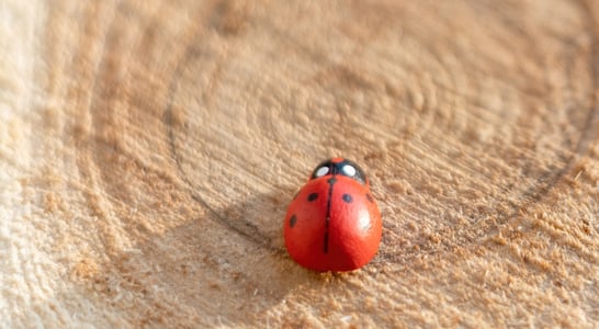 National Gift of the Ladybug Day