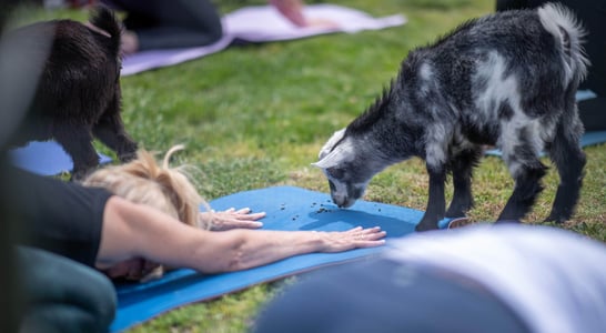 National Goat Yoga Month