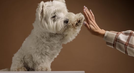 National If Pets Had Thumbs Day