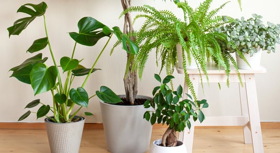 National Indoor Plant Week 