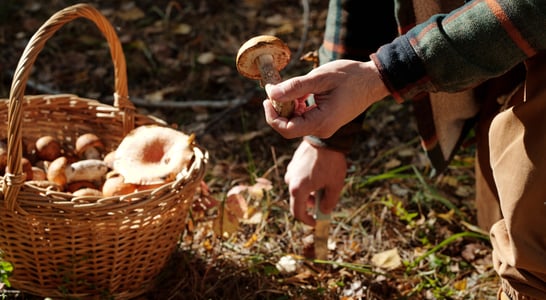 National Mushroom Hunting Day