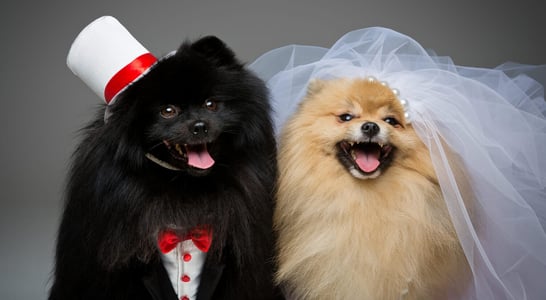 National Pet Wedding Week