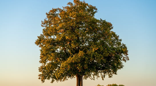 National Tree Day