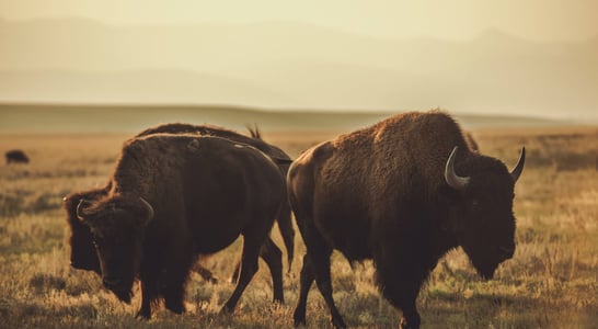 National Bison Day