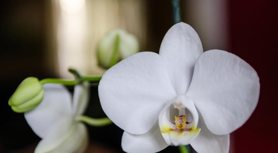 National Orchid Day