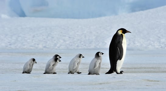 Penguin Awareness Day