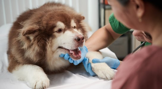 Pet Dental Health Month