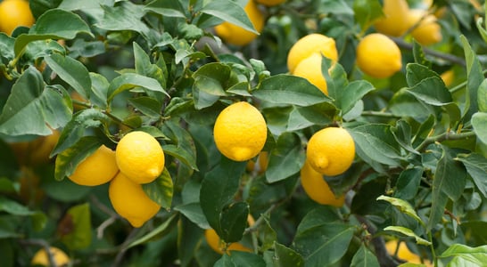 Plant a Lemon Tree Day