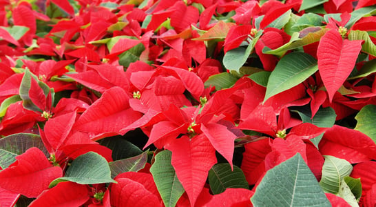 National Poinsettia Day