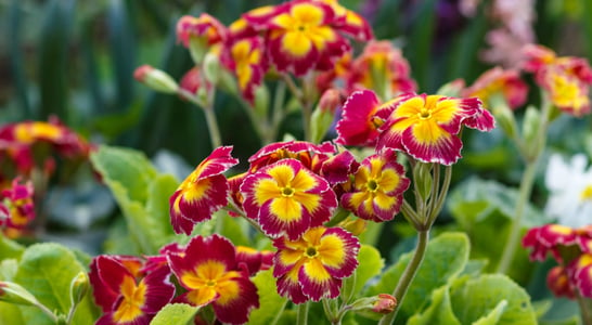 National Primrose Day