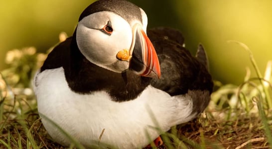 Puffin Day