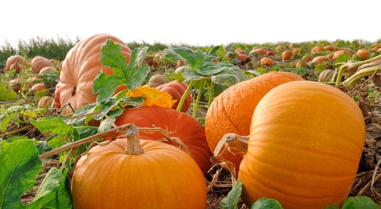 National Pumpkin Day