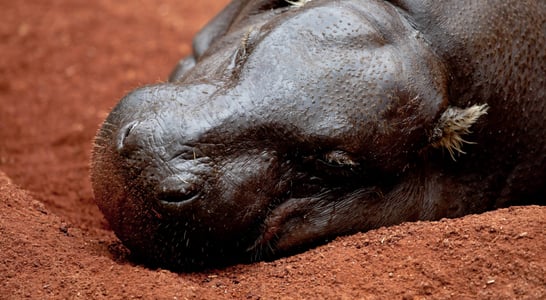 National Pygmy Hippo Day