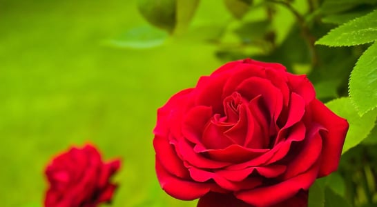 National Red Rose Day