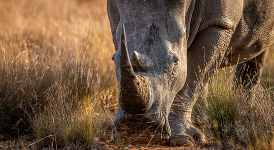 Save The Rhino Day