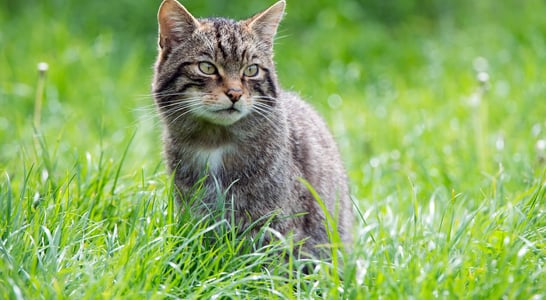 Scottish Wildcat Day