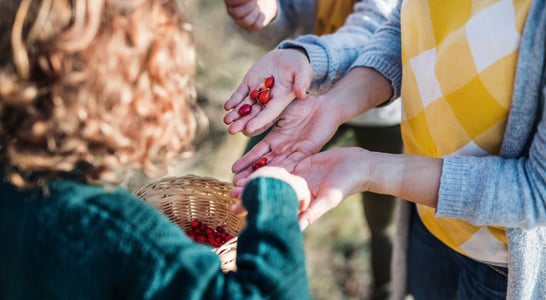 Seed Gathering Season