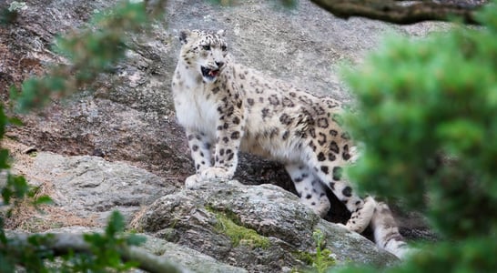 International Snow Leopard Day