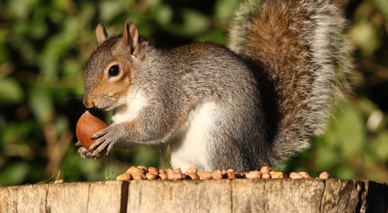 National Squirrel Appreciation Day