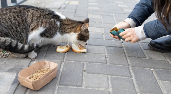 Holiday Food Drive for Needy Animals Day