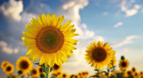 National Sunflower Day