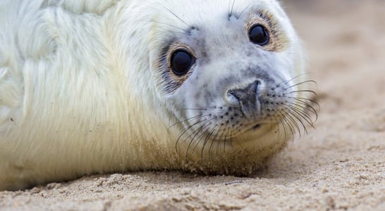 International Day of Action Against Canadian Seal Slaughter