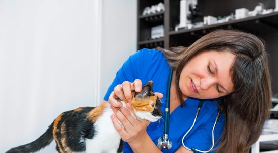 National Take Your Cat to the Vet Day