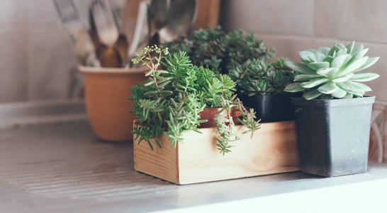 Take Your Houseplant For A Walk Day