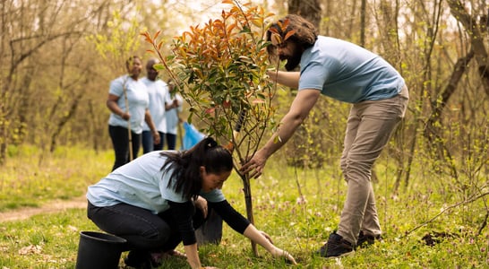 National Tree Week