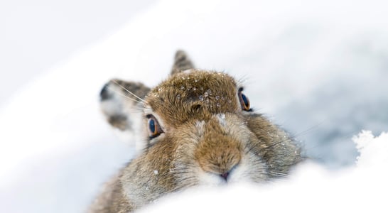 Mountain Hare Day