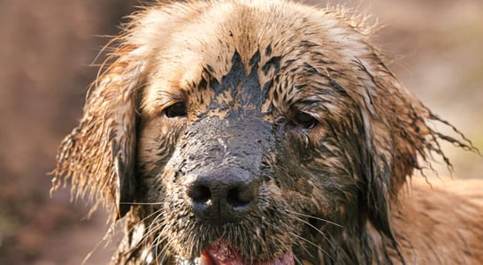 Muddy Dog Day