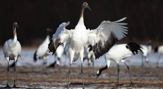 Whooping Crane Festival