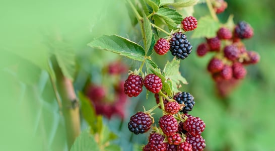 Wild Foods Day