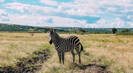 National Wildlife Week