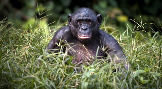 World Bonobo Day