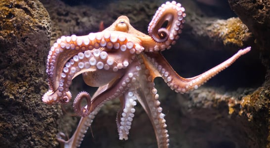 World Octopus Day